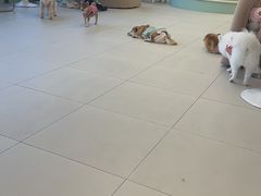 -怪兽屋·羊驼·猫咖·狗咖(俊华广场店)