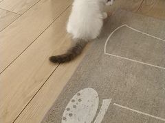 -猫十亿·布偶金渐层·曼基康矮脚猫舍(青年路店)
