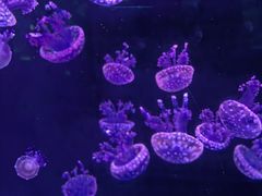 -石家庄极地海洋世界