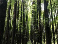 -山王坪喀斯特国家生态公园