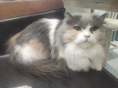 -楼上猫咖(罗湖店)