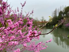 -青枫公园