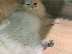 -BABIT巴比特宠物(MOMOPARK店)