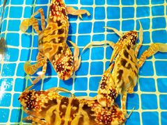 -三亚火车头万人海鲜广场