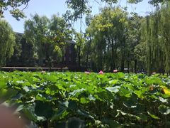 -四川大学(望江校区)