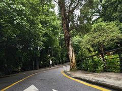 -深圳仙湖植物园