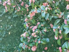 -八大山人梅湖景区