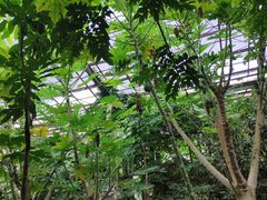 -呀路古热带植物园