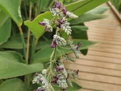 -昆山城市生态森林公园