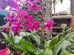 -园林美食城·本土农家菜(杨和镇店)