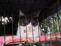-海边的猫和咖啡馆