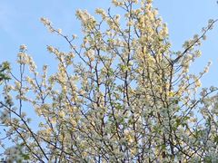 -合肥滨湖国家森林公园