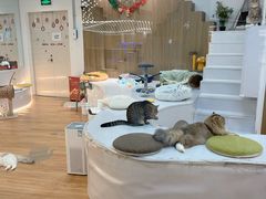 -COLOR PETS 撸猫馆·购猫·猫咖(长风大悦城店)