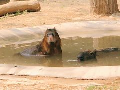 -石家庄市动物园