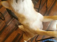 -豆柴町-柴犬主题狗咖(红鼎国际C座店)