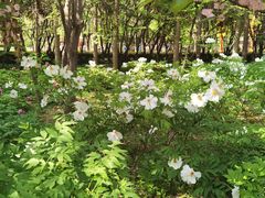 -洛阳市隋唐城遗址植物园