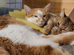 -喵屿·大理花园猫咖
