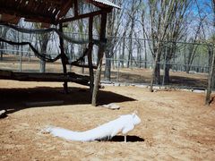 -秦皇岛野生动物园