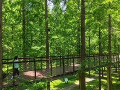 -黄海国家森林公园