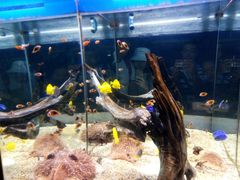 景点-烟台海昌鲸鲨海洋公园