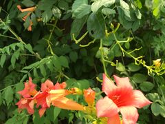 -南通洲际绿博园