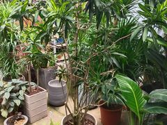 -桂林市花鸟市场