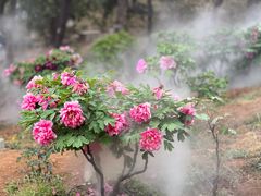 -北京西山国家森林公园