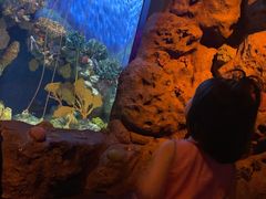 -暹罗海洋世界