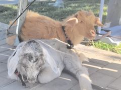-伊犁老城喀赞其民俗旅游区