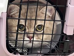 -贝康宠物医院·犬猫全科·小动物特色诊疗中心(东环路店)