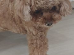 -全心全意连锁动物医院·微创中心·内科急重症·心脏专科(丰管路店)
