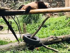 -都江堰中华大熊猫苑