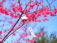 -天适樱花悠乐园
