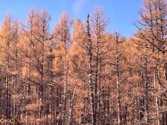 -粘豆包柴火铁锅炖