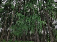 -硗碛藏寨·神木垒景区