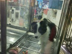 -1013 PET SHOP 宠物商店(近铁城市广场店)