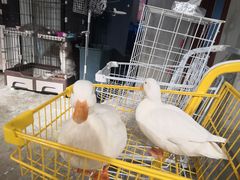 -浣熊柯尔鸭土拨鼠·电玩咖
