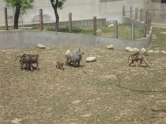 android_upload_pic-西安秦岭野生动物园