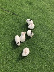 -萌宠亲子动物乐园(槐房万达店)