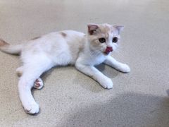 -藏猫猫咖啡主题馆(中央大道店)