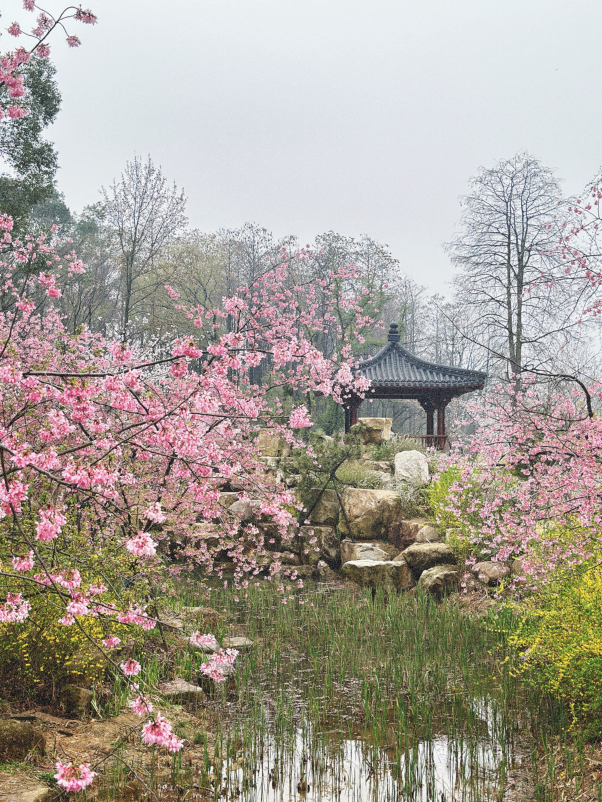 武汉风景图片 花草图片