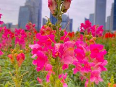 -海心沙亚运公园