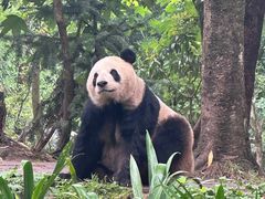 -中国大熊猫保护研究中心雅安碧峰峡基地