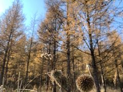 -白草畔自然风景区