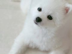 -艾吉宠物医院·疑难杂症转诊中心·猫友好(碧江路院)