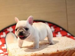 -翊宠yipet猫狗购宠庄园犬舍•猫舍