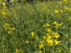 -光明小镇欢乐田园