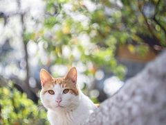 -龙华寺