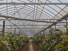 -马陆小张葡萄园农家乐