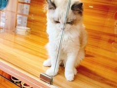 -猫十亿·布偶金渐层·曼基康矮脚猫舍(青年路店)